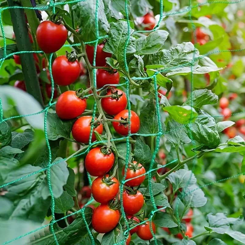 Pergolas de treillis pour plantes