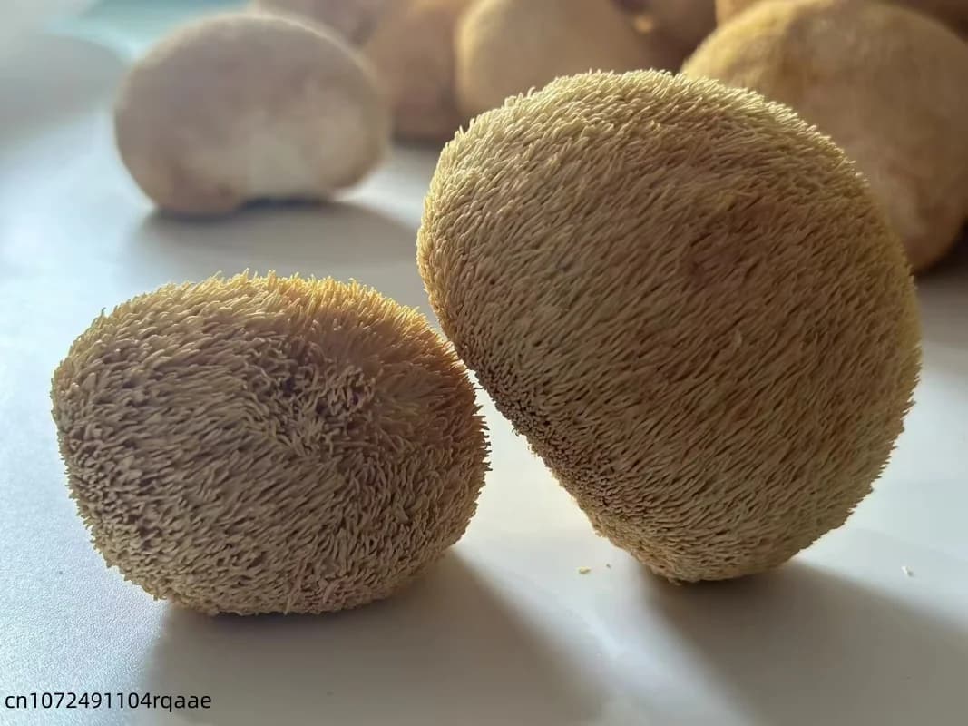 Champignons de crinière de lion séchés de qualité supérieure, 5-8 cm | Champignons Hericium Erinaceus Naturels pour la Fabrication de Savons de Beauté et la Décoration de Mariage et de Maison