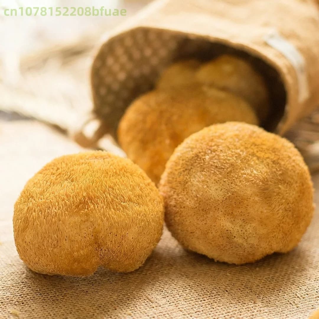 100g/200g Champignon Crinière de Lion Séché de Haute Qualité, Hericium Erinaceus Naturel, Matériau pour Artisanat en Résine