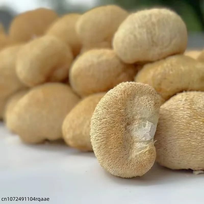 Champignons de crinière de lion séchés de qualité supérieure, 5-8 cm | Champignons Hericium Erinaceus Naturels pour la Fabrication de Savons de Beauté et la Décoration de Mariage et de Maison