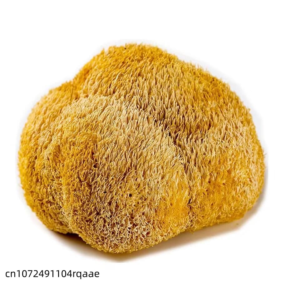 Champignons de crinière de lion séchés de qualité supérieure, 5-8 cm | Champignons Hericium Erinaceus Naturels pour la Fabrication de Savons de Beauté et la Décoration de Mariage et de Maison