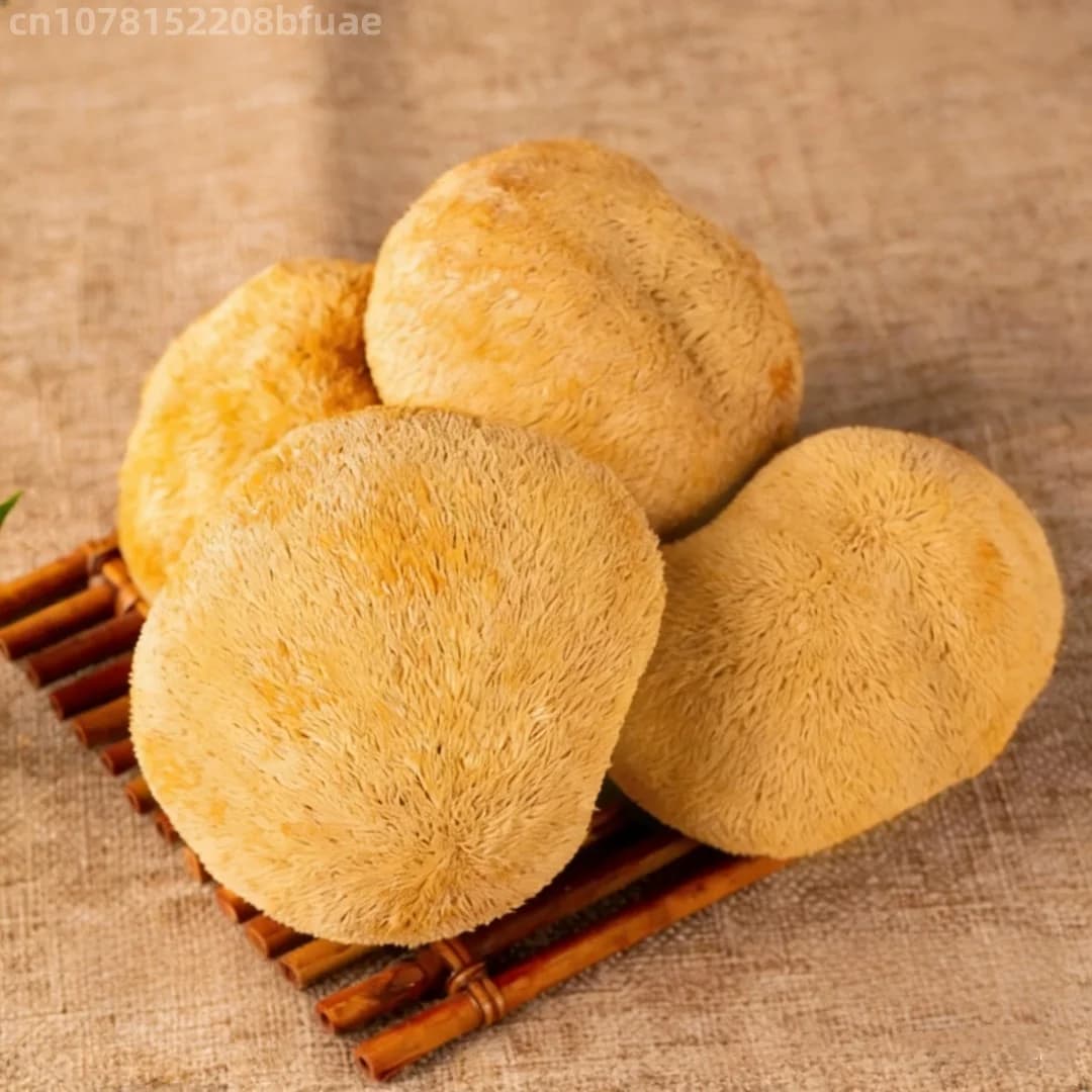 100g/200g Champignon Crinière de Lion Séché de Haute Qualité, Hericium Erinaceus Naturel, Matériau pour Artisanat en Résine