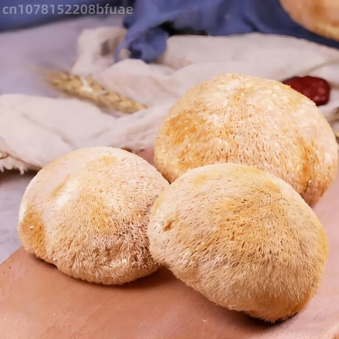 100g/200g Champignon Crinière de Lion Séché de Haute Qualité, Hericium Erinaceus Naturel, Matériau pour Artisanat en Résine