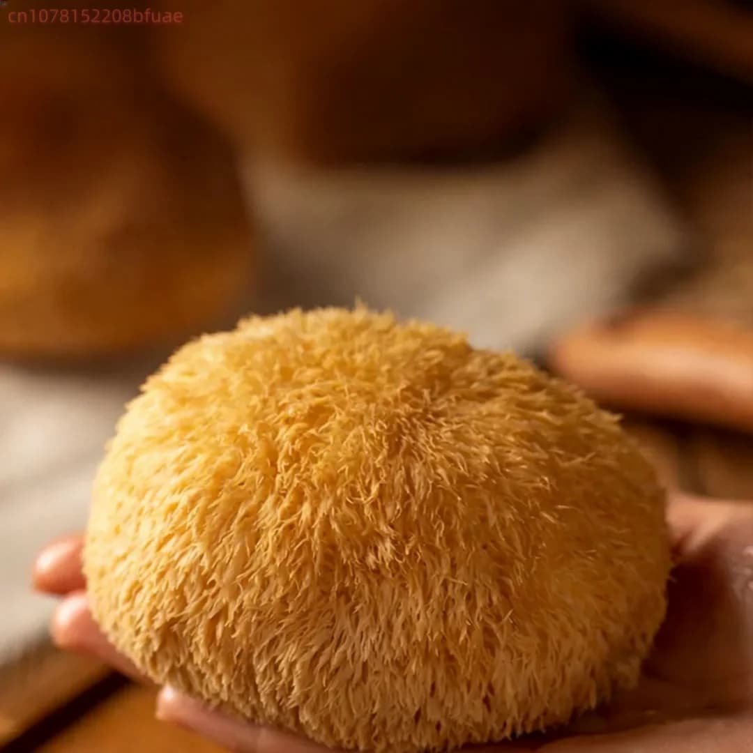 Champignons Crinière de Lion Séchés de Haute Qualité, Hericium Erinaceus Naturel, Matériel pour Artisanat en Résine